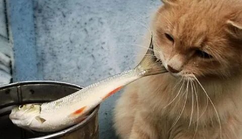 Можно котам корм с рыбой