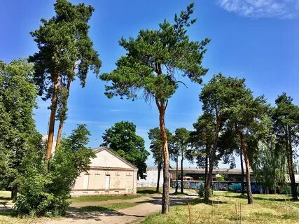 Столетние сосны