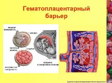 Через плаценту проникают