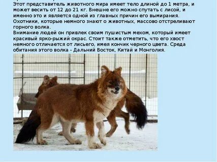 Красный волк из красной книги доклад 2