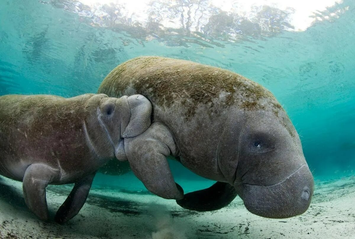 Ламантин морская корова. Исчезающее водное животное. Дюгонь морская корова. Дюгонь морская корова. Исчезающее водное животное.
