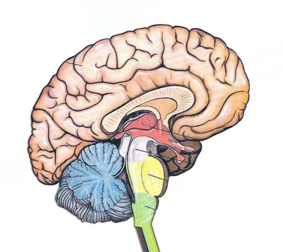 Головной мозг. Изображение головного мозга. Строение головного мозга человека. Мозг рисунок. Мозг без подписей