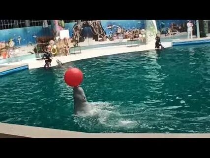 Дельфины в дельфинарии видео