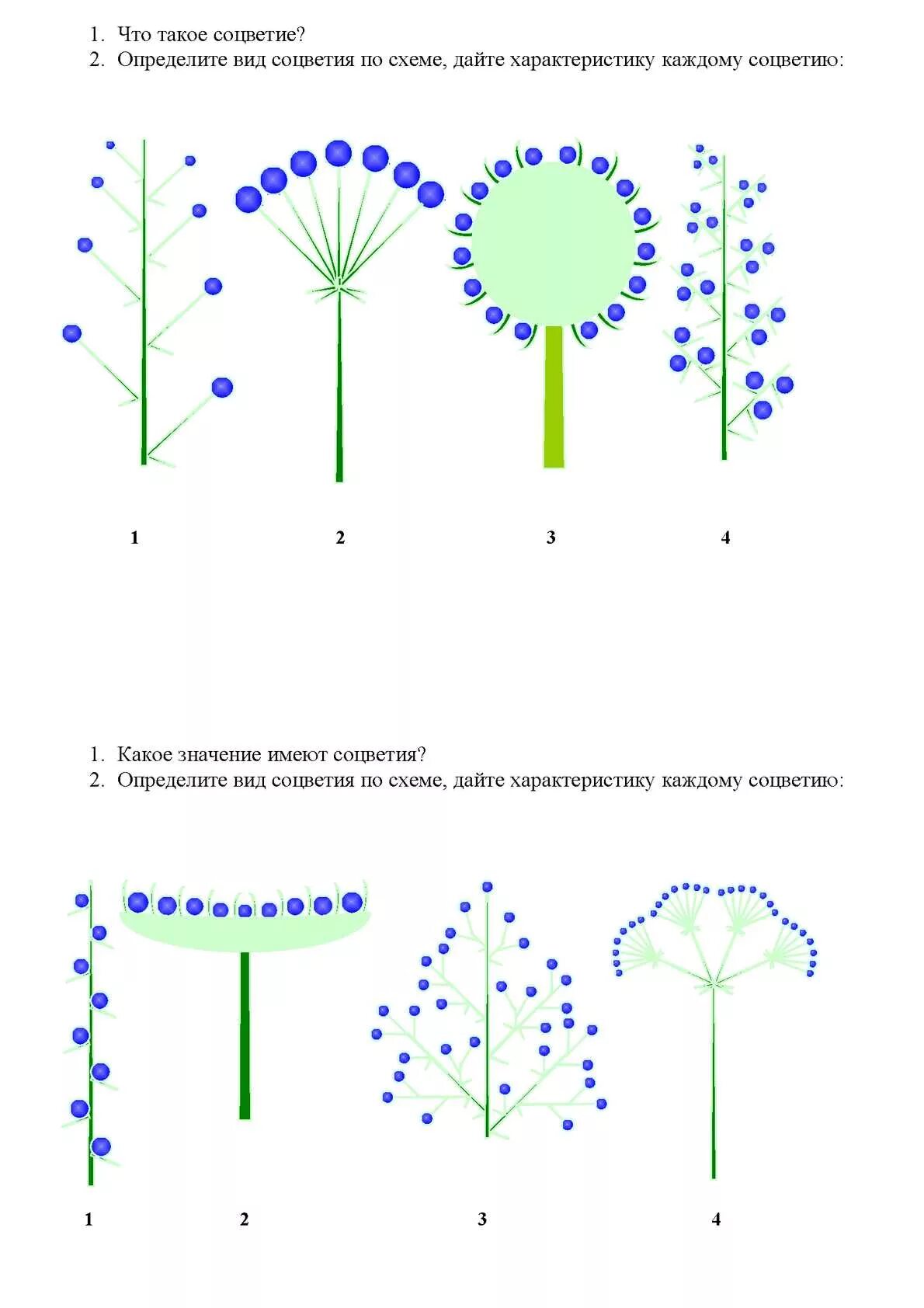 Схемы соцветий 6 класс биология. Задания по типу соцветий. Схема типов соцветий 6 класс биология. Строение соцветий 6 класс биология. Тест цветок соцветие 6 класс биология
