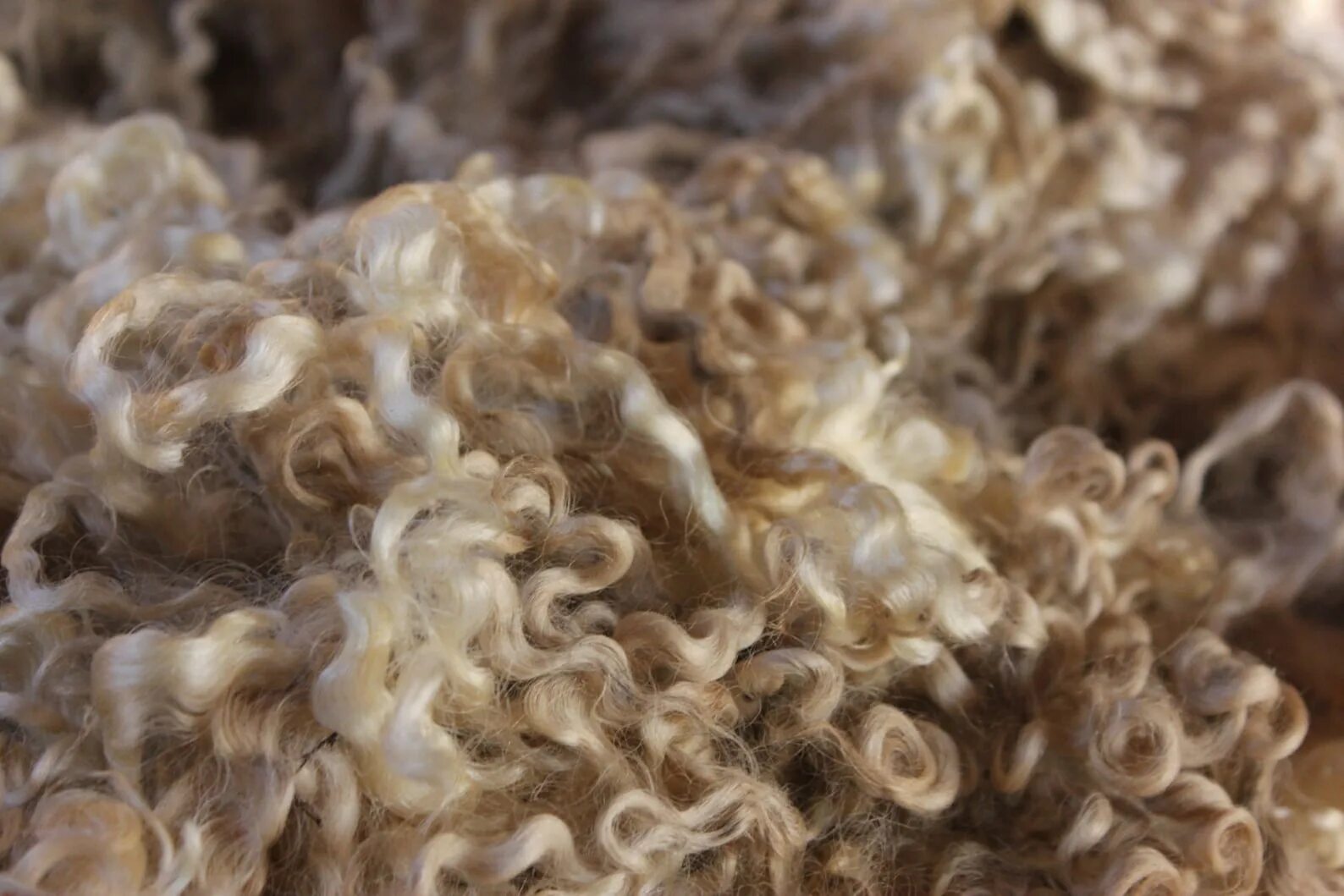 Wool шерсть. Шерсть сырье. шерстяная промышленность шерсть. прессованная овечья шерсть. переработка шерсти.