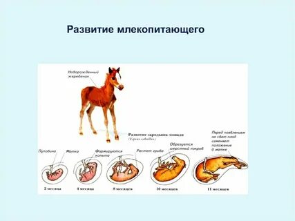 Методы учета мелких млекопитающих