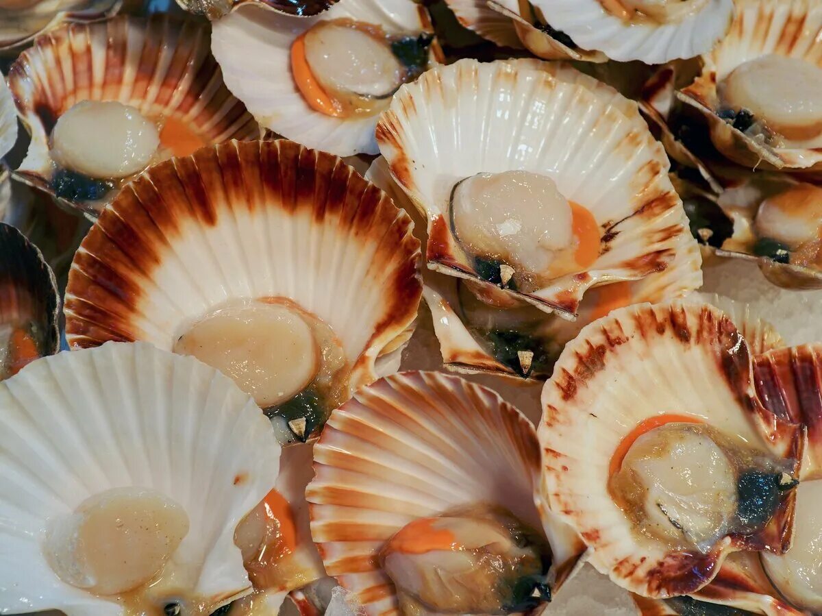 Морские гребешки что такое морские гребешки. Морской гребешок неочищенный. Моллюск королевский гребешок. Как выглядят гребешки морские фото в природе. Гребешок дальневосточный.