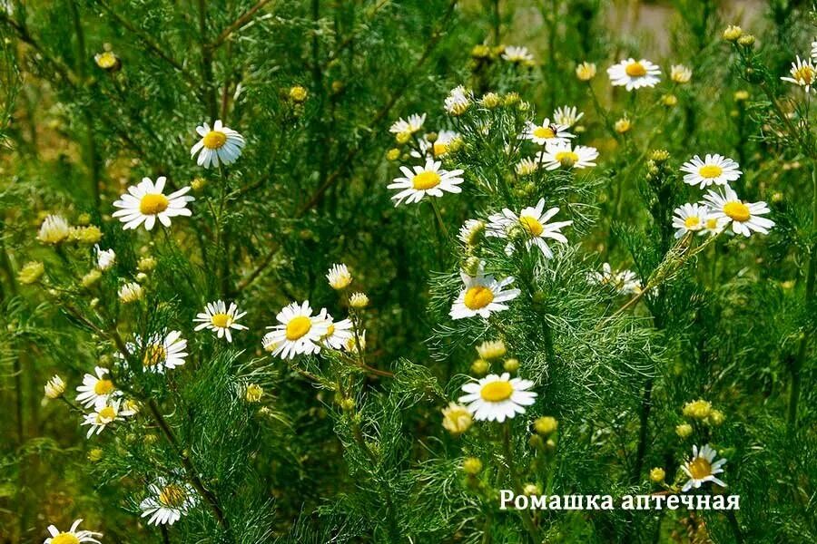 Ромашка аптечная – chamomilla recutita. Ромашка аптечная (matricaria chamomilla). Matricaria recutita. Цветок матрикария хамомилла. Как выглядит ромашка лекарственная фото и описание.
