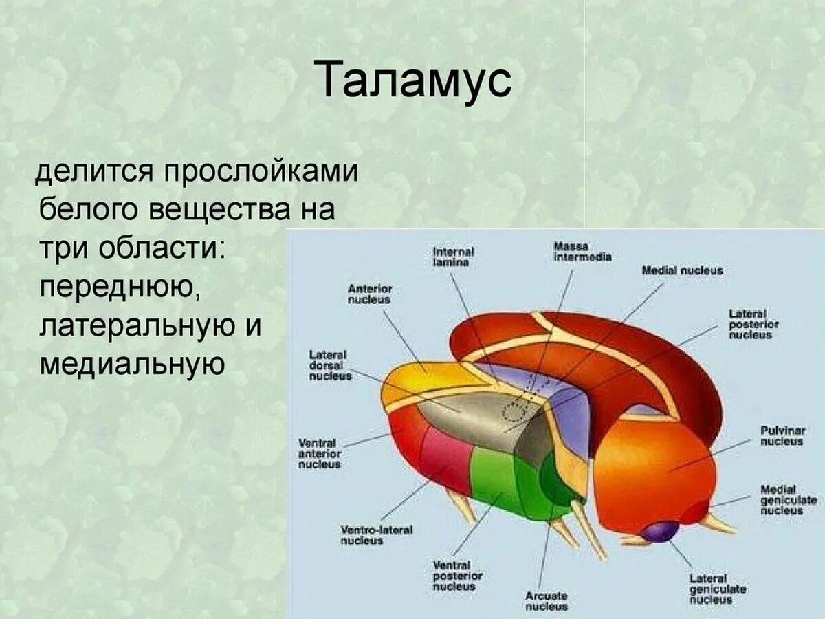 Что такое таламус. Строение таламуса анатомия ядра. Внутреннее строение таламуса анатомия. Ядра таламуса схема анатомия. Промежуточный мозг таламус строение.