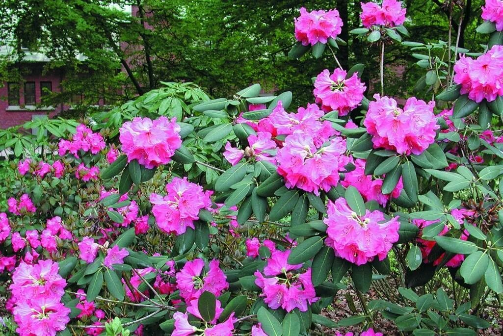 Чем подкормить рододендрон весной. Рододендрон Смирнова. Rhododendron williamsianum. Rhododendron williamsianum 'Andrea'. Рододендрон весной.