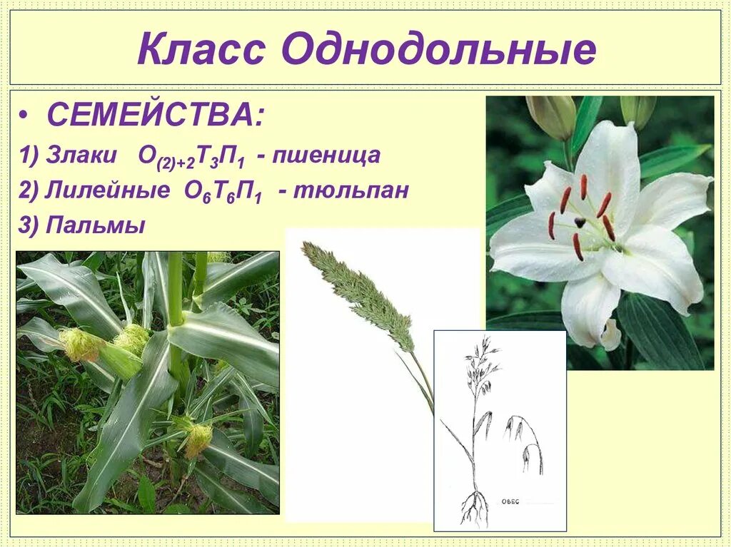 Растения семейства лилейных можно. Класс Однодольные семейство Лилейные и злаки. Класс Однодольные Лилейные растения. Однодольныезлакалилейные. Лилейные злаковые Лилия.