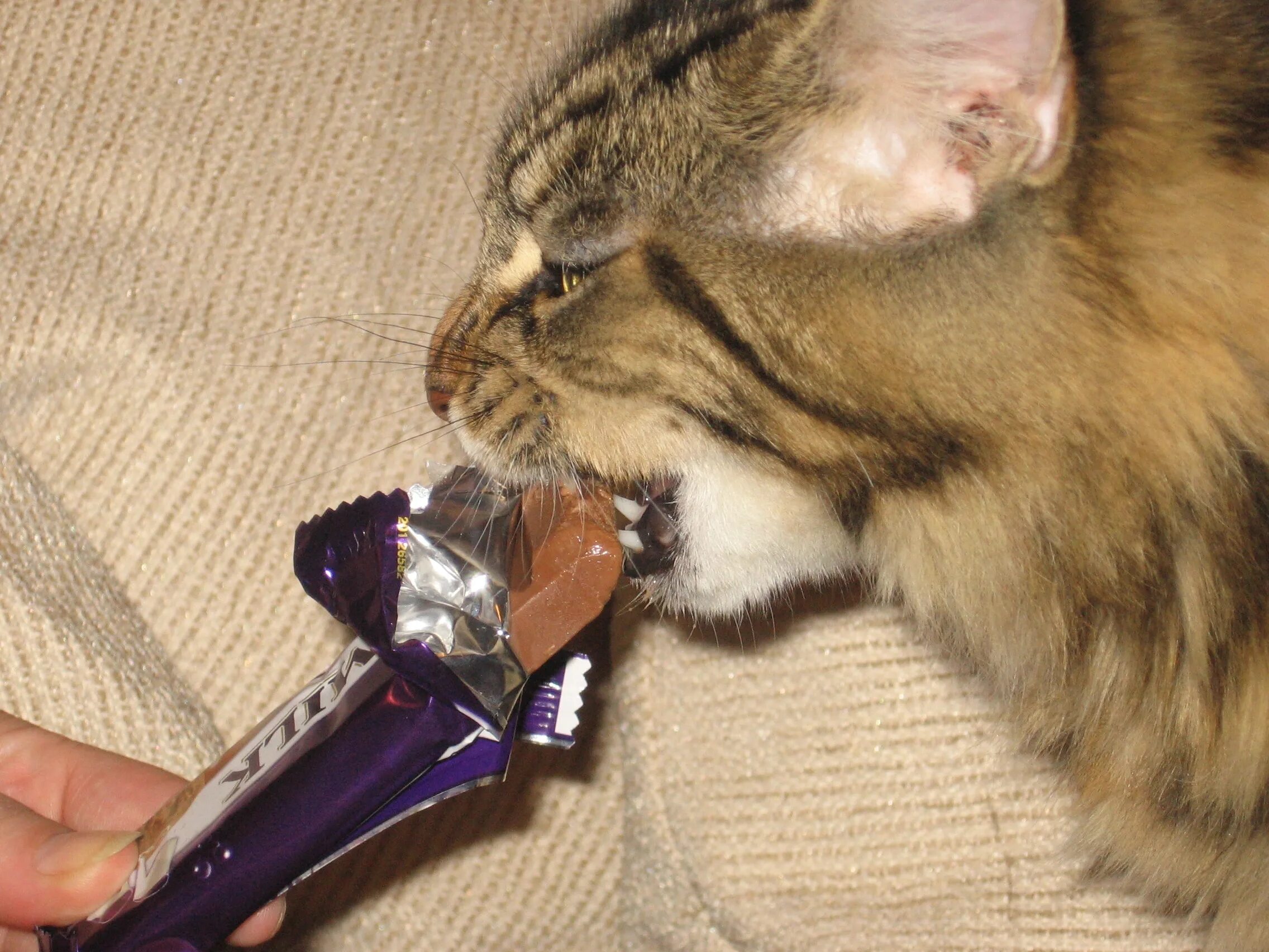 Кошка ест шоколад. Кот с конфетами. Кот в шоколаде. Коты едят конфеты. Можно котам сладкое