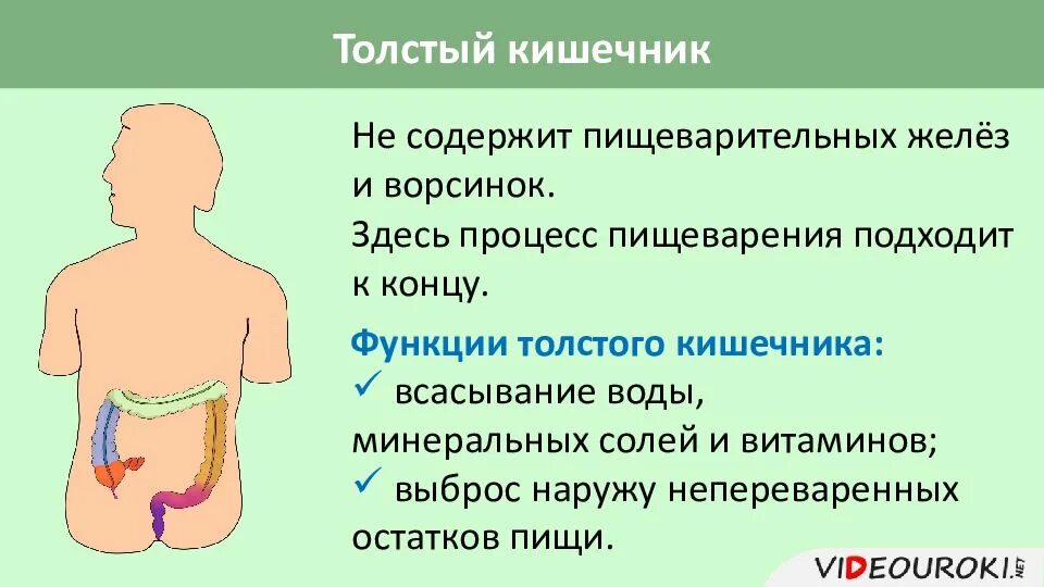 Процессы в толстом кишечнике. Процессы происходящие в толстом кишечнике. Толстый кишечник функции в пищеварении. Роль пищеварительных желёз в пищеварении.