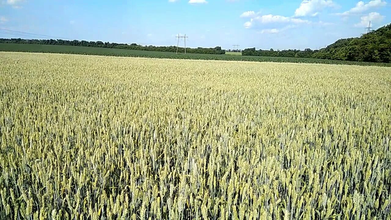 Озимая пшеница гром. Посев пшеницы. Пшеница выращивается. Посев пшеницы. Посев зерна.