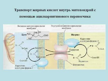Внутрь толстой