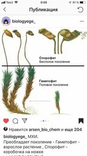 Гаметофит мхов состоит из