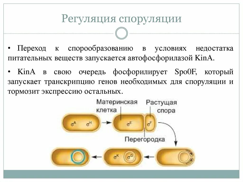 Механизм спорообразования у бактерий. Схема процесса спорообразования. Размножение и спорообразование бактерий. Споруляция микробиология. Спорообразование мейоз