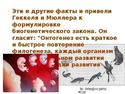 Сформулированный геккелем закон гласит
