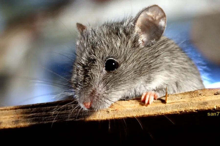 Видеть во живых мышей. Мышь. Мышь животное. Серая мышь. Мышка Живая.