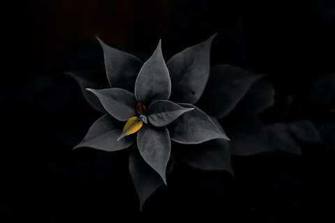 Black flower