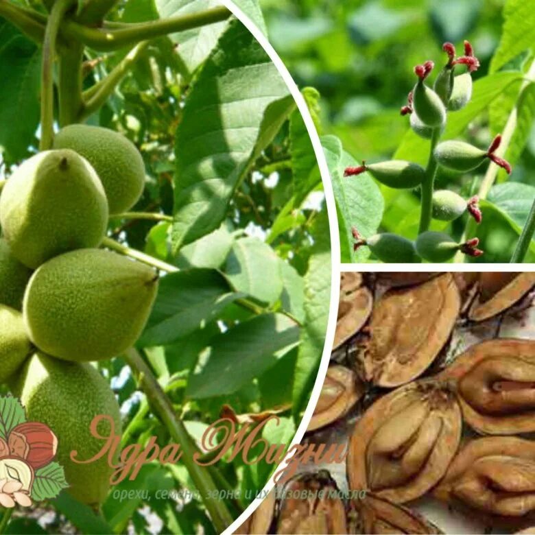 Орех маньчжурский (juglans mandshurica). Орех маньчжурский габитус. Орех маньчжурский (juglans mandshurica). Маньчжурский орех плоды. Орех маньчжурский – juglans mandshurica max.