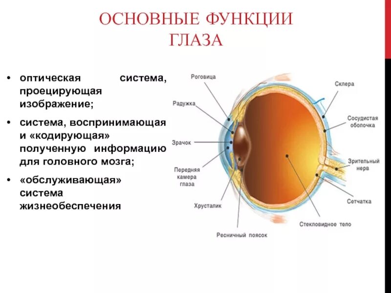 Строение и функции оптической системы глаза. Функции глаза «обслуживающая» система жизнеобеспечения.. Основные функции глаза. Структура оптической системы глаза.