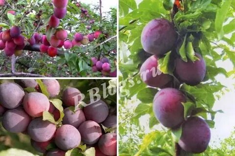 Лучший самоплодный абрикос для подмосковья