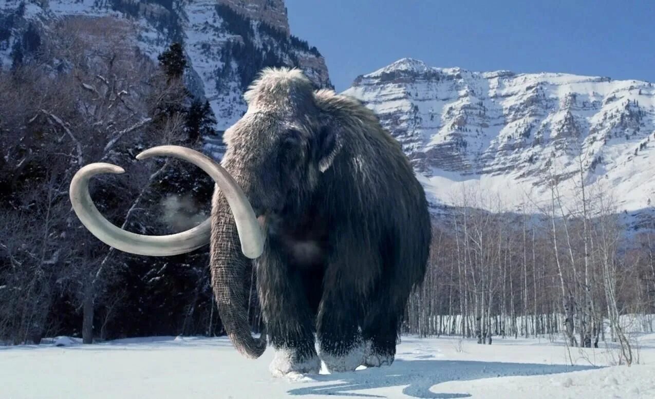 Scientists closer to recreating woolly mammoth - The Times of India Extinct anim