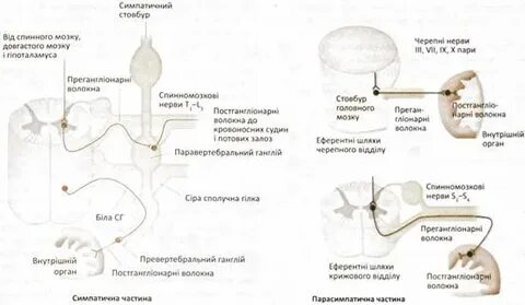 Преганглионарные волокна спинного мозга образованы