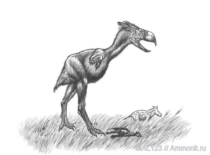 На рисунке изображена реконструкция фороракоса крупной. Титанис Гасторнис. Фороракос Келенкен. Гасторнис птица вымершая. Gastornis paleoart.