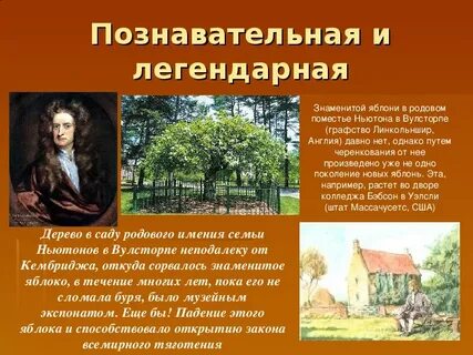 Дерево в саду родового имения семьи