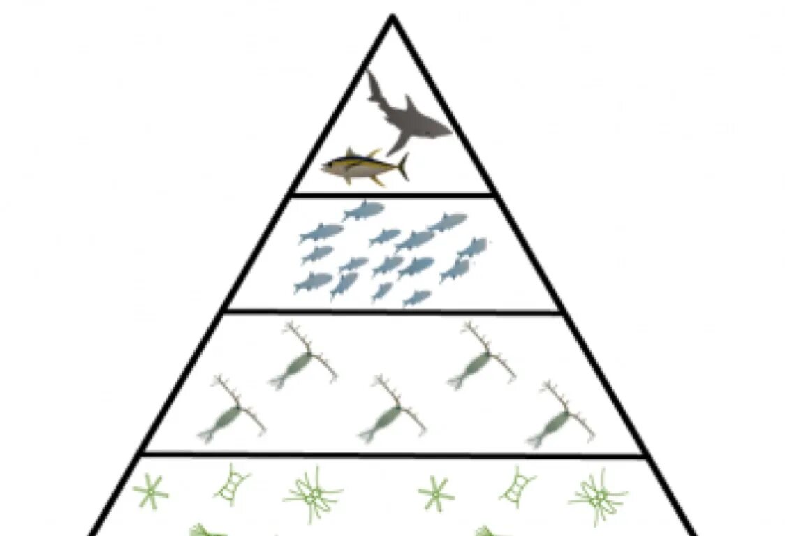 Экологическая пирамида биоценоза. Пирамида биомасс пустыни. Экологическая пирамида биомассы. Экологическая пирамида лиственного леса. Экологическая пирамида Элтона.
