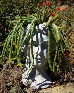 Head plant
