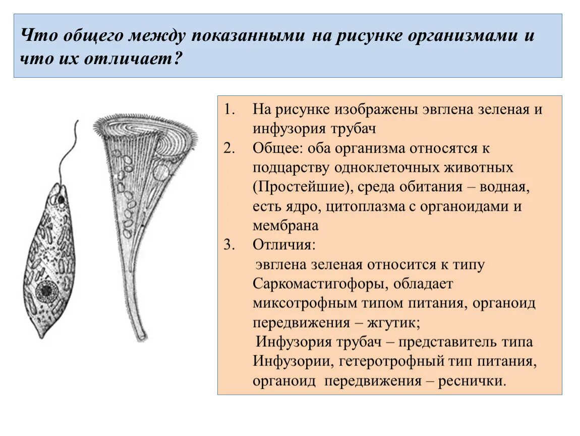 Что общего между изображениями. Что общего между. что общего между показанными на рисунке организмами и что их отличает. что общему между показанными на рисунке организмами. что между ними общего.