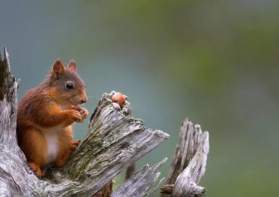 Вымокшая белка. Белка с бельчатами. Белки 25 лет. Белка в городе. Одна белка.