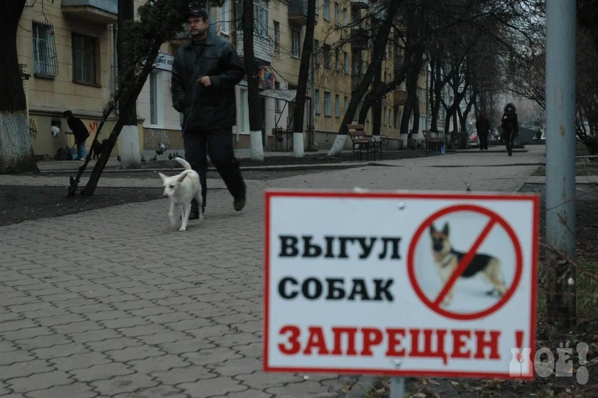 Выгул собак на детской. Выгул собак запрещен. выгул собак в неположенном месте. выгул людей запрещён. место для выгула собак.