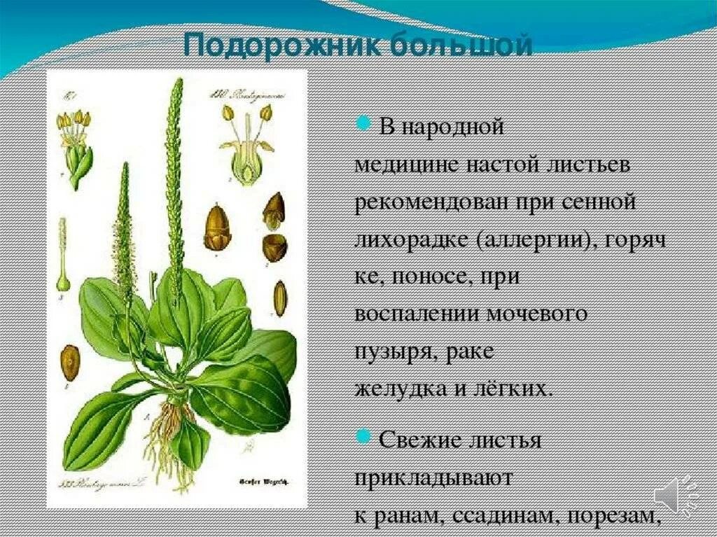 Растения лекарственные растения. Цветки ромашки аптечной. Описание этой травы. Лечебные растения. Шалфей трава.
