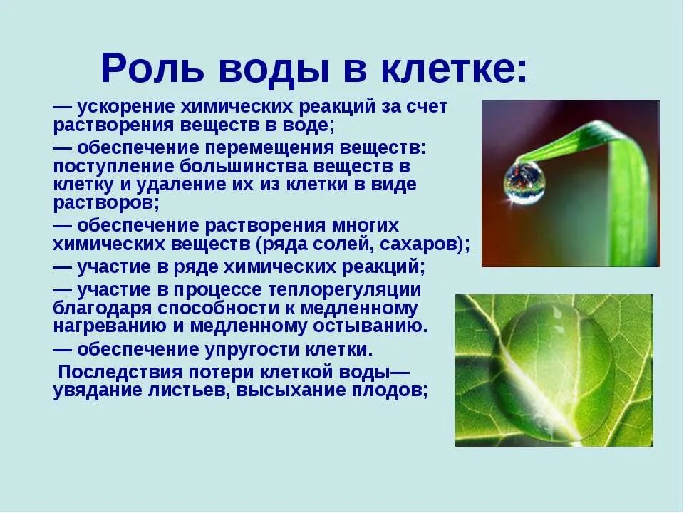 Роль воды в жизнедеятельности клетки. Роль воды в жизнедеятельности клеток, воды. Какова функция воды