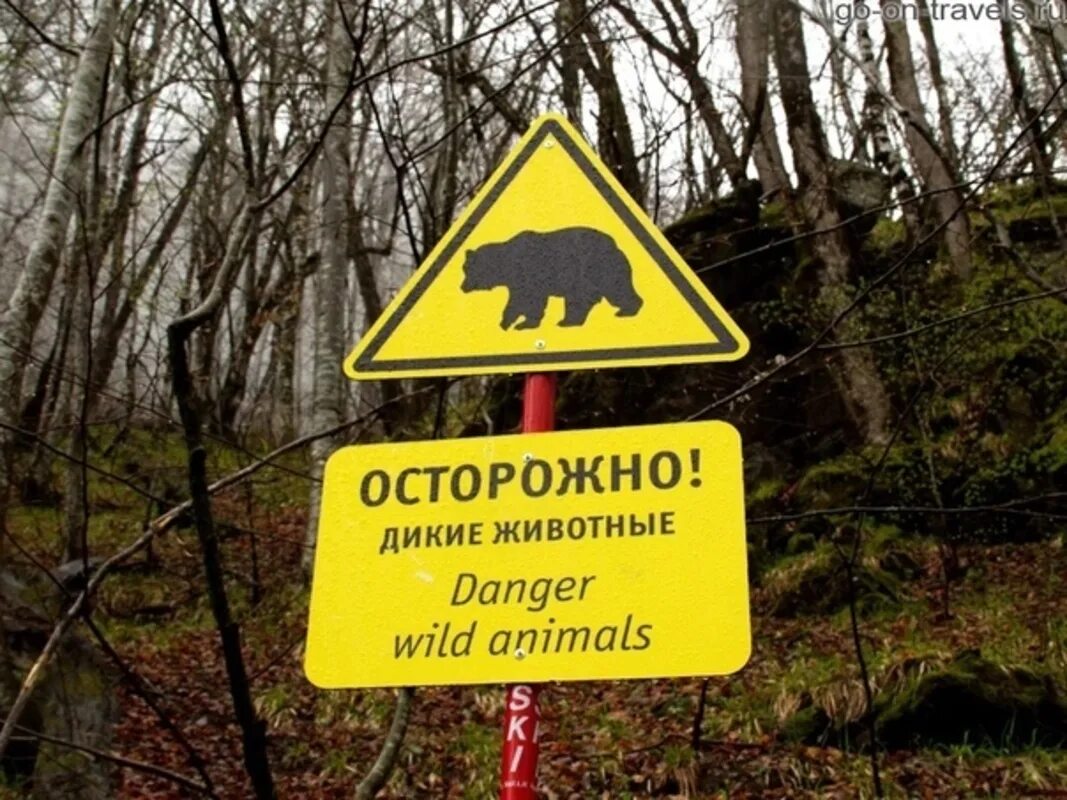 Табличка осторожно. Предупреждающие таблички. Лесные таблички осторожно. Таблички в лесу опасные.