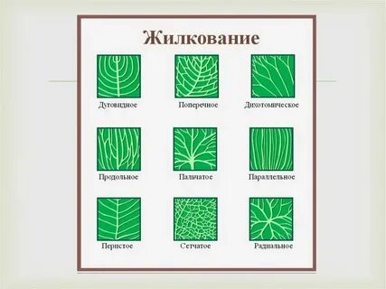 Перистое рыльце