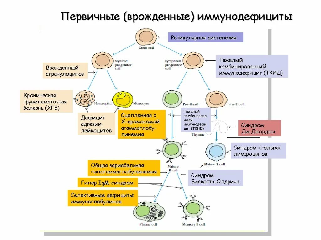 Иммунодефициты рекомендации. Механизм развития первичных иммунодефицитов. Схема развития первичных иммунодефицитов. Синдромы иммунного дефицита классификация. Классификация первичных иммунодефицитов иммунология.