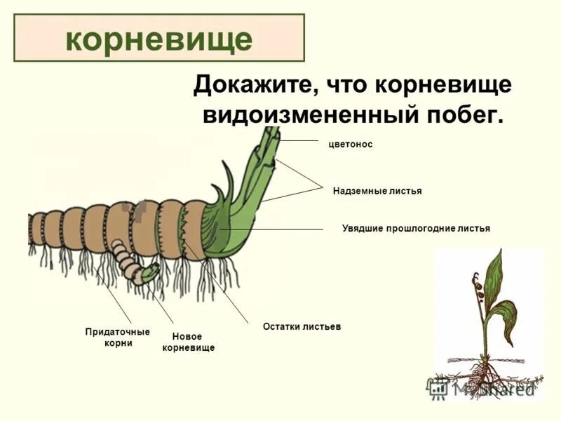 Придаточные корни на листе. Строение видоизмененных побегов корневище. Видоизмененные побеги строение корневища. Корневище пырея это видоизмененный побег. Корневище видоизмененный побег строение.