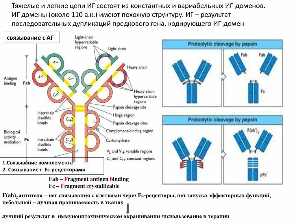 Иммунная система человека: биологический антивирус. Антивирусные базы / Хабр