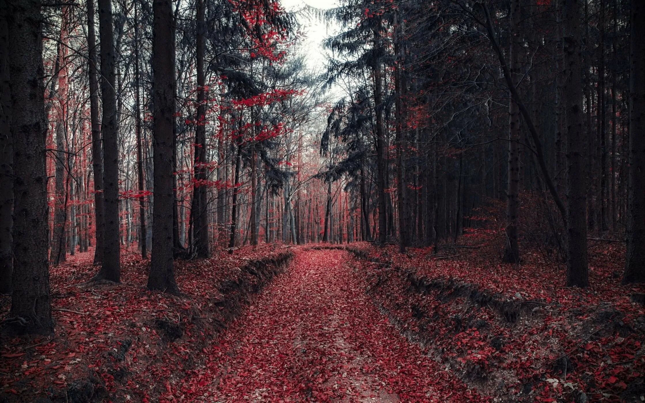 Красный лес участок. Роминтенская пуща (красный лес). Кровавый лес. Багряный лес. Мрачный пейзаж.