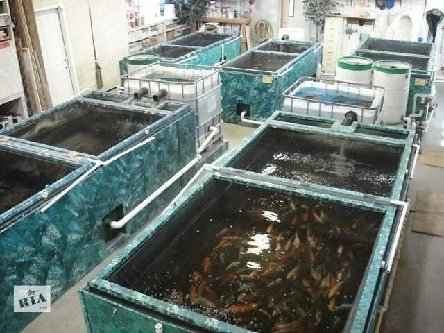 Рачья ферма. Пермская разводня аквариумной рыбы. Ферма аквариумных рыбок. Аквариум для разведения рыбок. Фермы по разведению аквариумных рыбок.