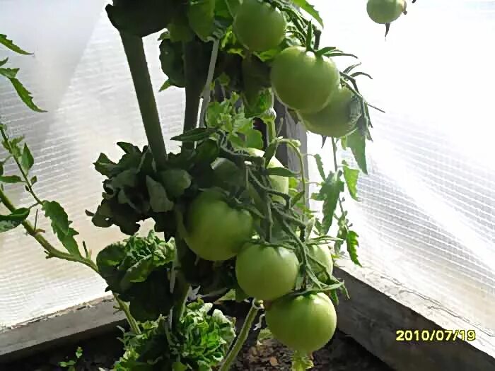 Томат палка биотехника. Сорт палка. Томат колоновидный. Томат колоновидный томат палка. Колоновидный томат палка.