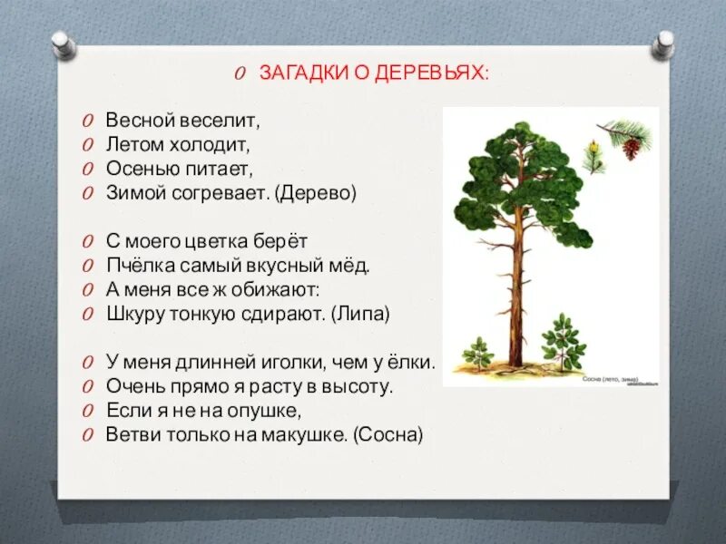 Загадки про деревья. Загадка весной веселит летом холодит осенью питает зимой согревает. Загадка весной веселит. Загадки про деревья и кустарники.