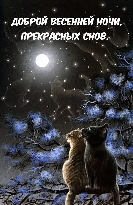 Кот и звездное небо. Доброй ночи котик. Зимний сон. Теплой ночи. Чудесные лунные мартовские ночи ответы