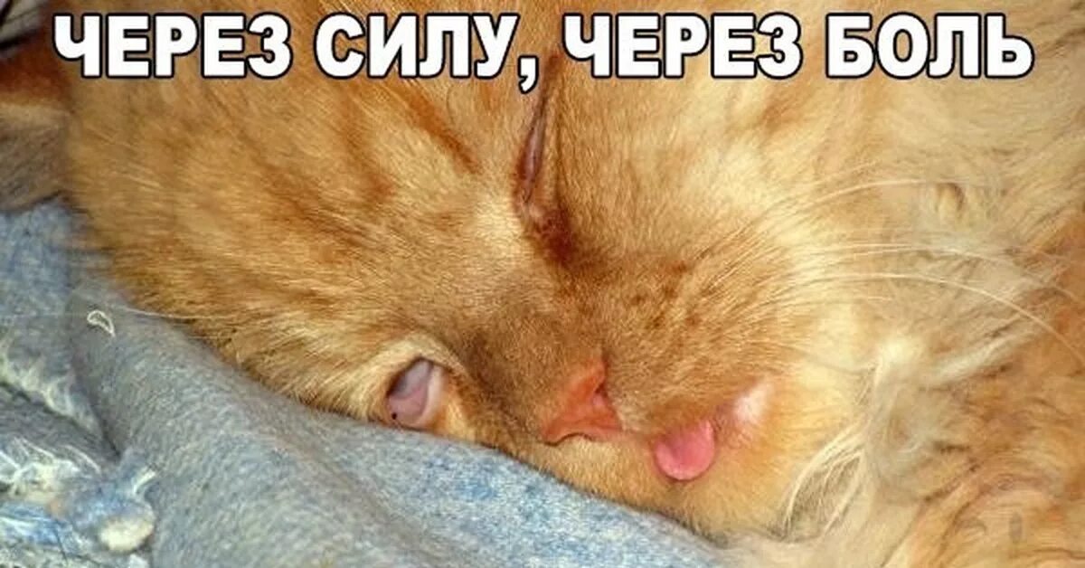 Кот в Отрубе. Котенок проснулся. Сонная кошечка. Поспать через