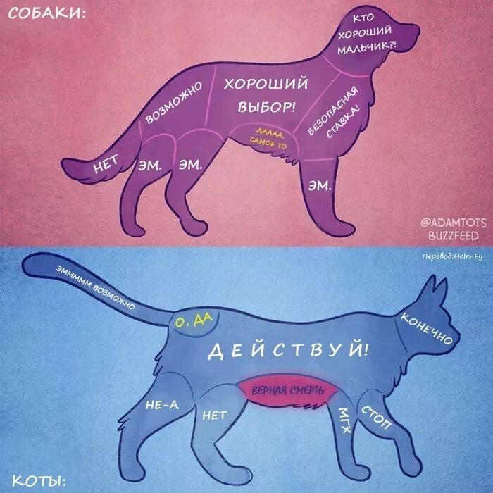 Как правильно гладить кошку. Где можно гладить кошку и собаку. куда можно гладить кошку. куда можно гладить собаку. почему собакам нравится когда их гладят.